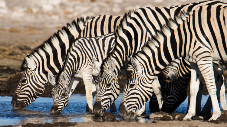 Herd Love Is In the Air