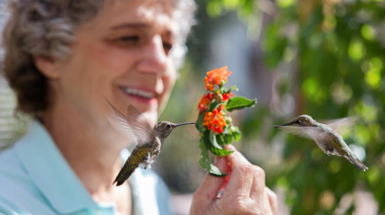 Nature: Hummingbirds of Hollywood