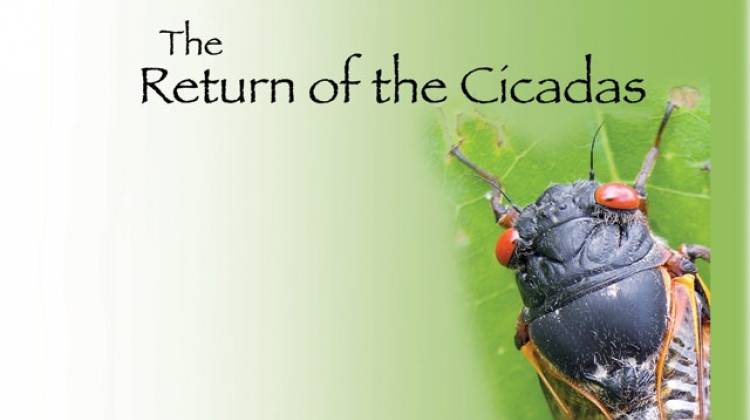 Return of the Cicadas