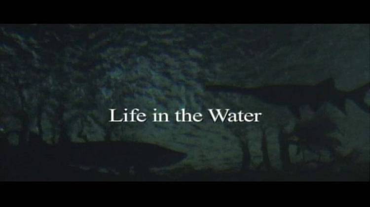 Life in the Water