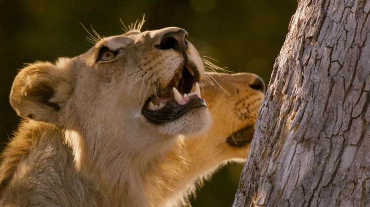 Lions Steal a Leopard Kill