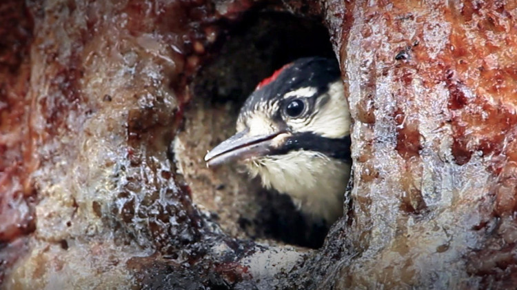 Woodpecker Wars | WILD HOPE