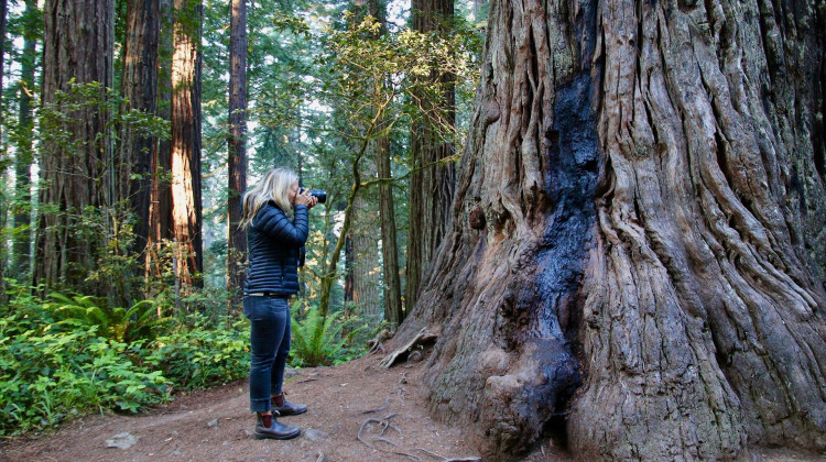 A 310-Foot Tree A 310-Foot Tree