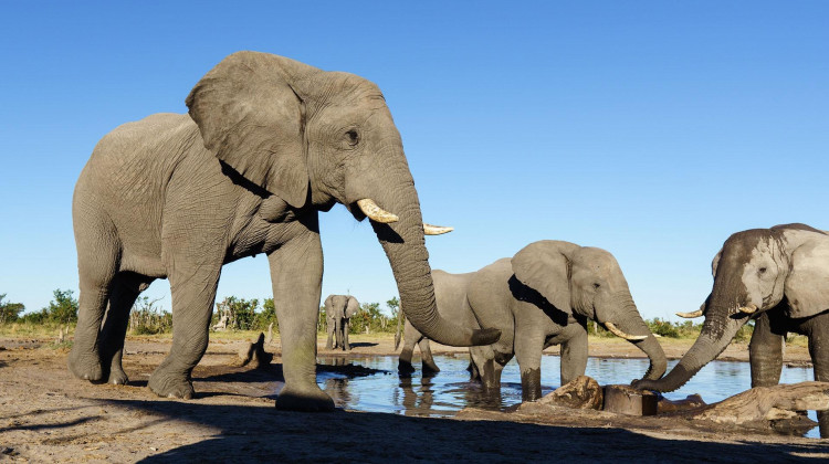 Face-to-face with an Elephant