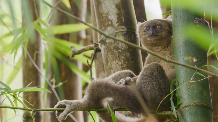 Saving the World’s Rarest Lemurs | In Her Nature