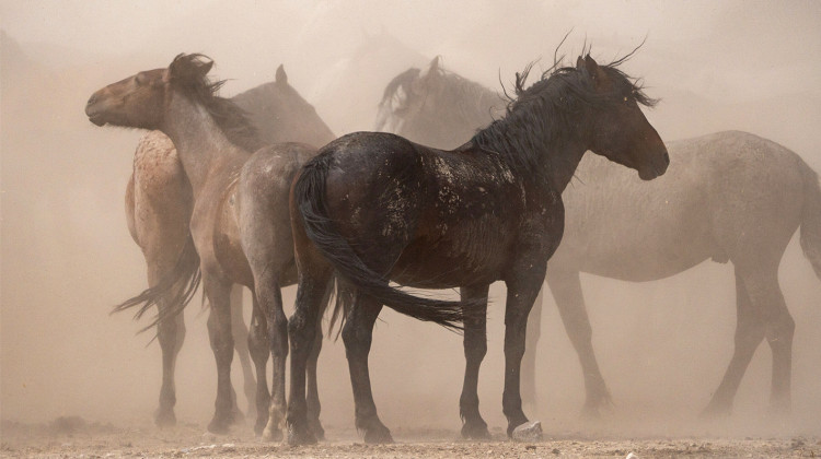 American Horses