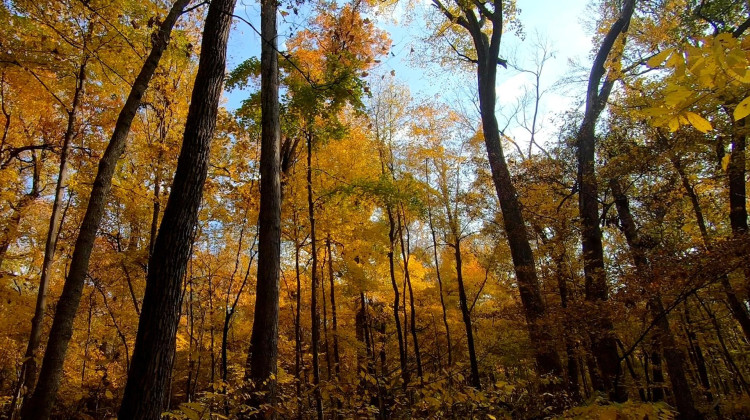 Across Indiana: Wesselman Woods