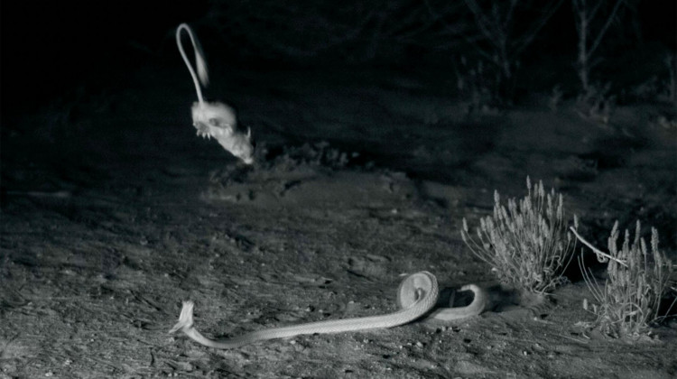 Kangaroo Rat vs. Snake