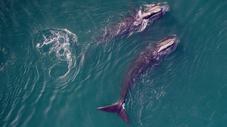Saving the Right Whale