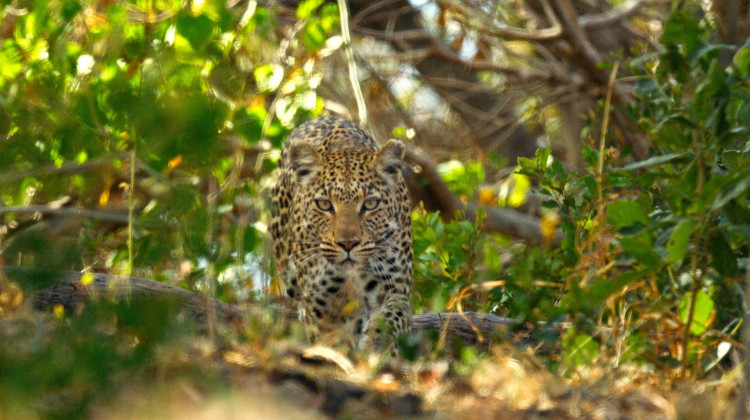 Leopard Risks Stealing a Kill from a Male Lion