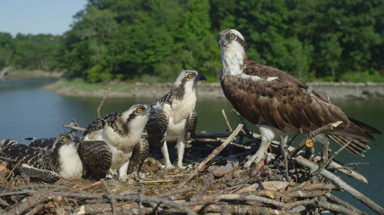 Season of the Osprey