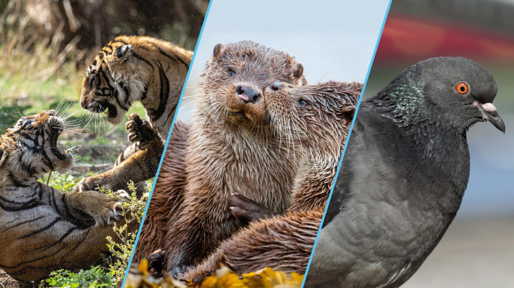 Nature: NATURE - Season 44