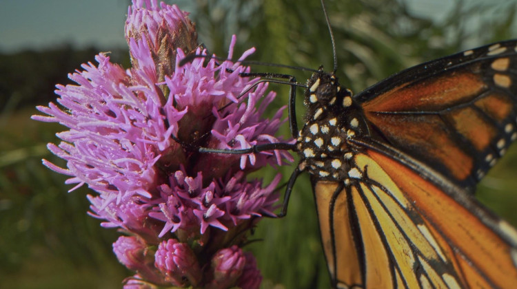 The Epic Migration of Monarch Butterflies