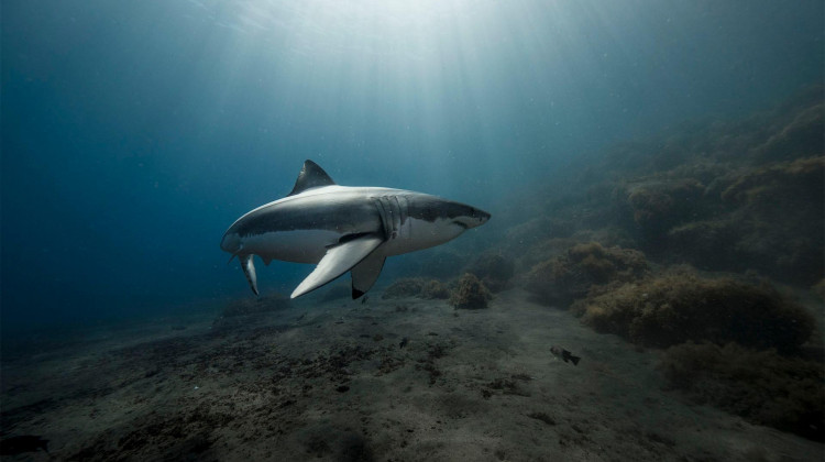 Ocean Reef Restoration